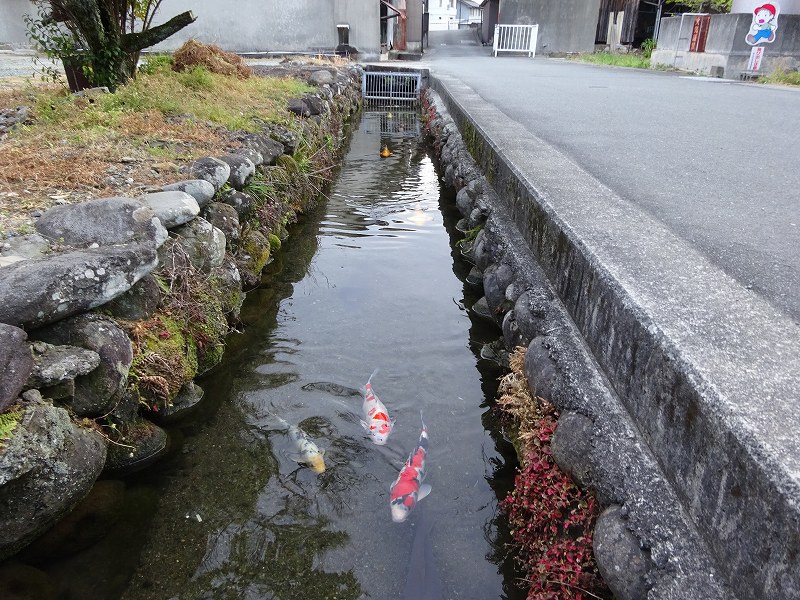 鯉の泳ぐ通り