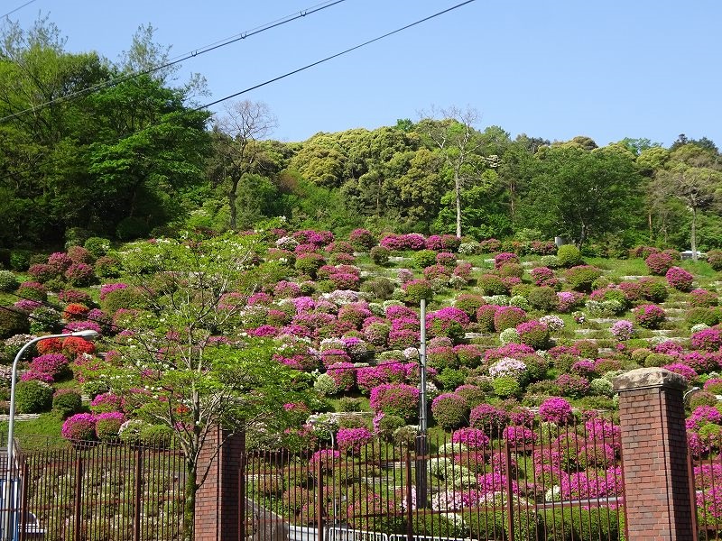 蹴上のつつじ