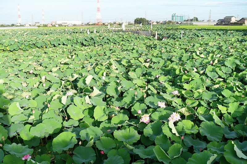 森川花はす園