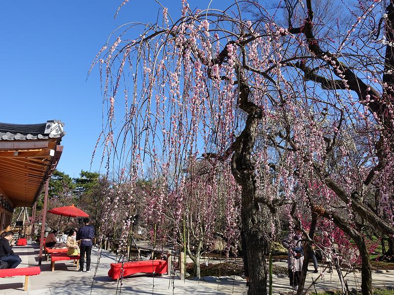 北野天満宮梅苑