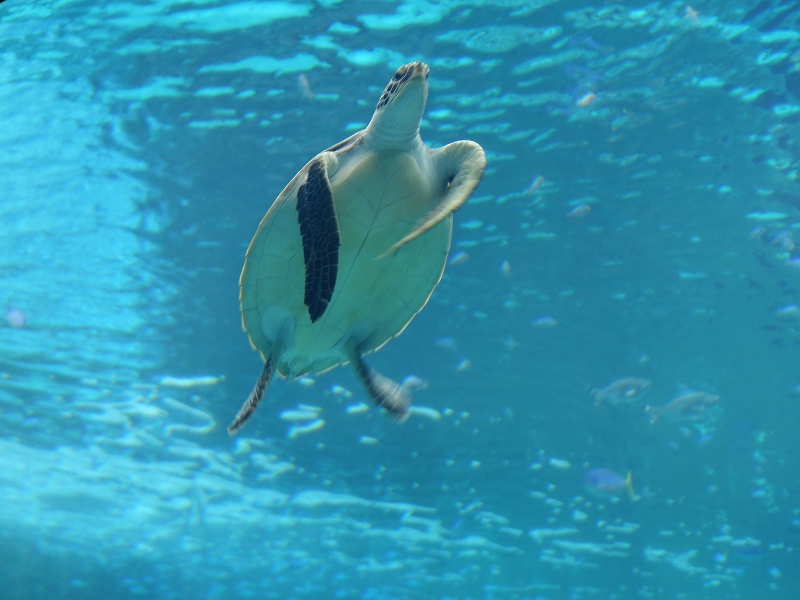 沖縄美ら海水族館　アオウミガメ