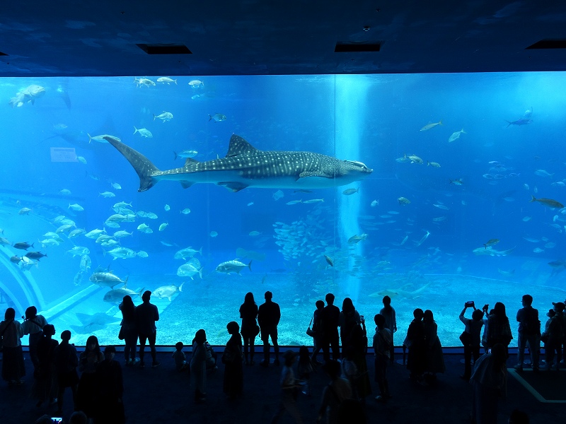 沖縄美ら海水族館　黒潮の海