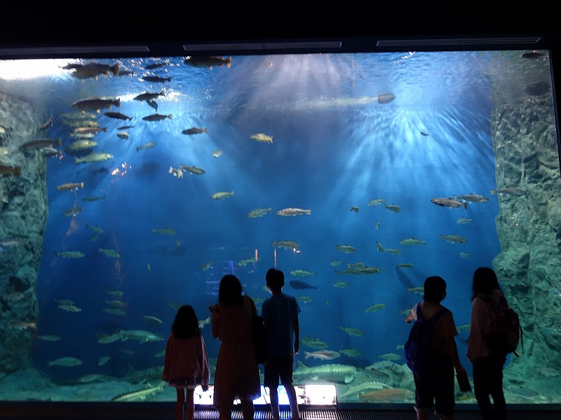 サケのふるさと千歳水族館