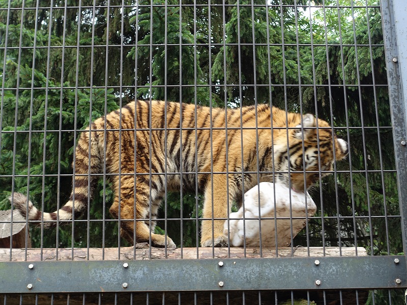 旭山動物園もうじゅう館アムールトラ