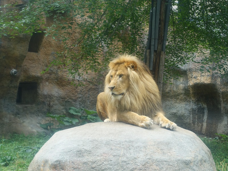 旭山動物園もうじゅう館ライオン