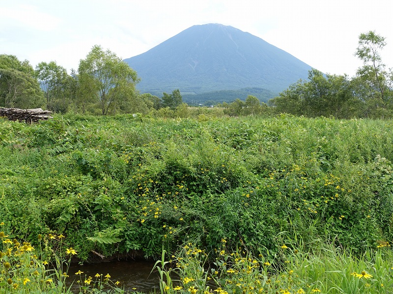 倶知安　富士見橋