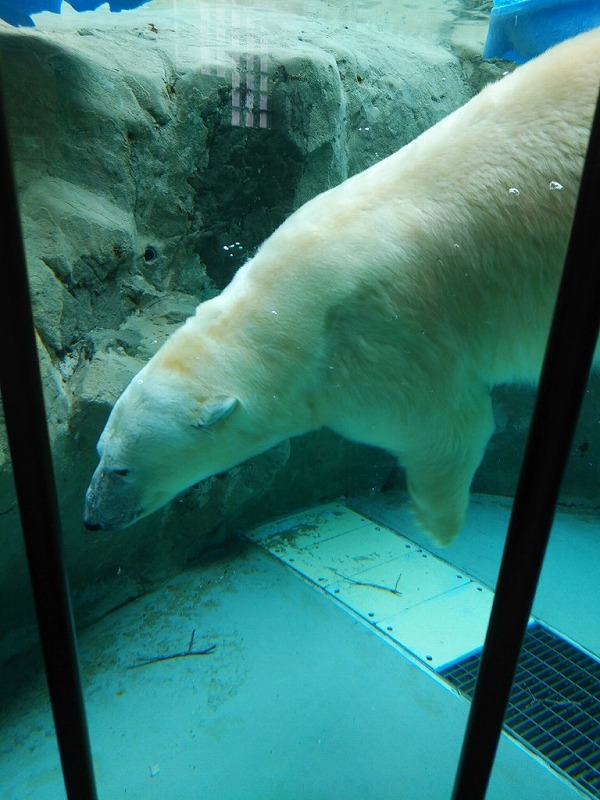 旭山動物園ほっきょくぐま館