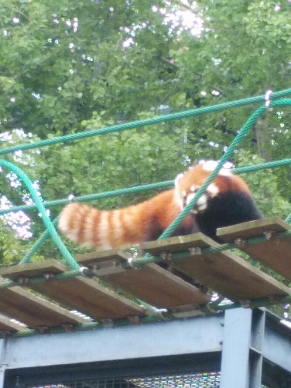 旭山動物園レッサーパンダ