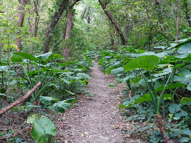 赤尾木東海岸