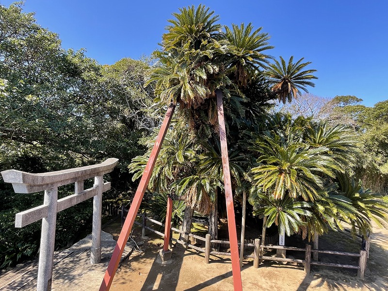 坂井神社の大ソテツ