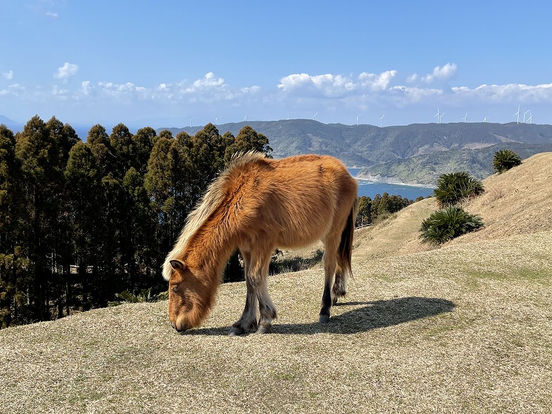 都井岬　御崎馬