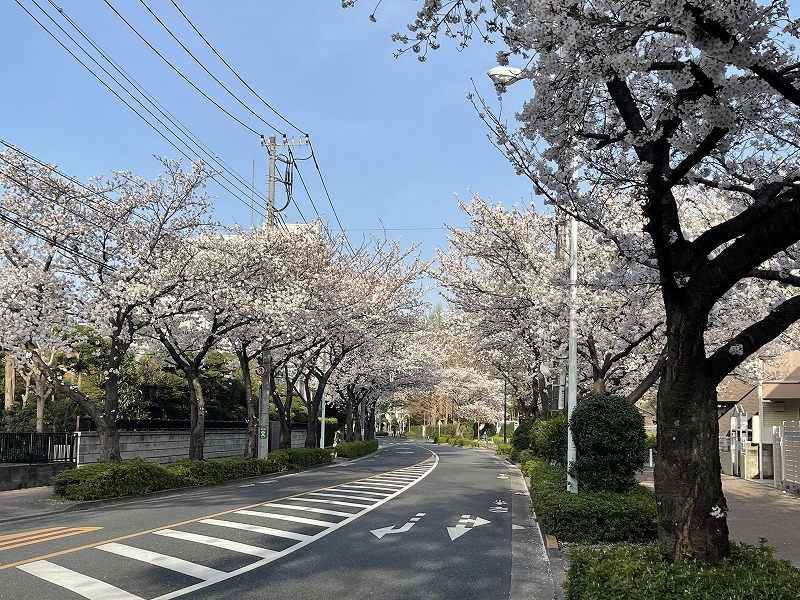 六郷さくら通り