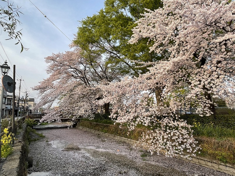 巴波川