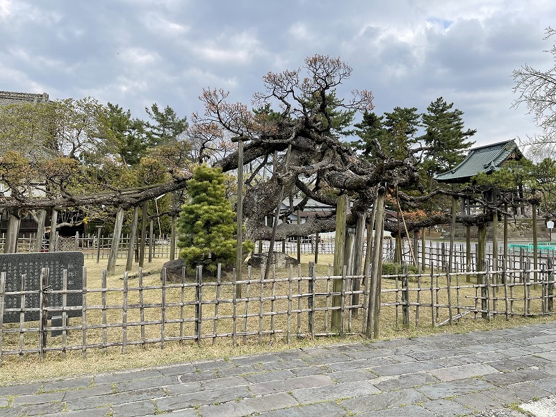 大光院　臥龍松