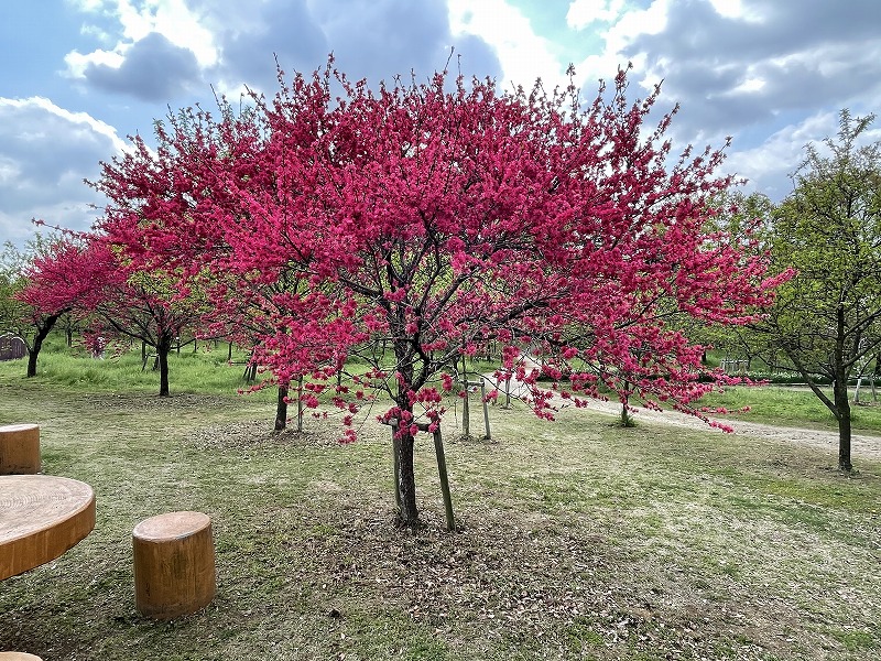 古河総合公園　桃林