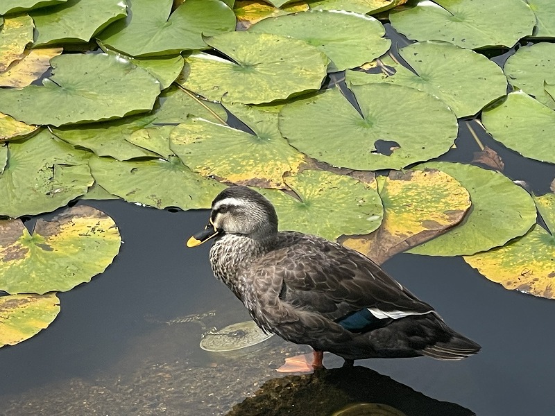 いもり池