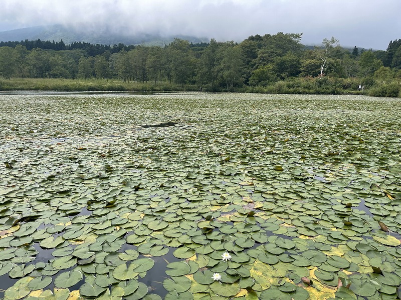 いもり池