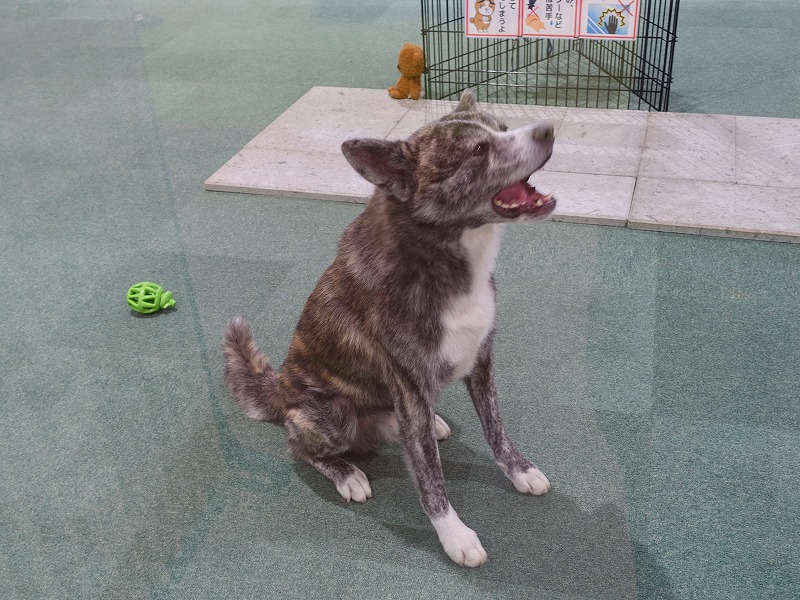 秋田犬の里　銀