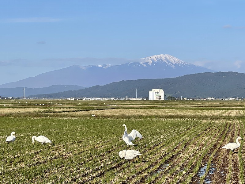 白鳥 鳥海山