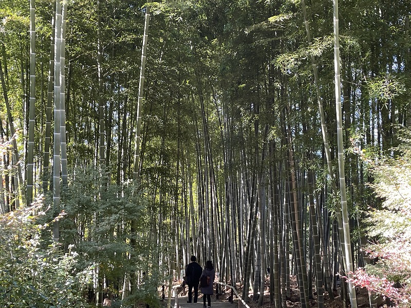 高台寺　竹林