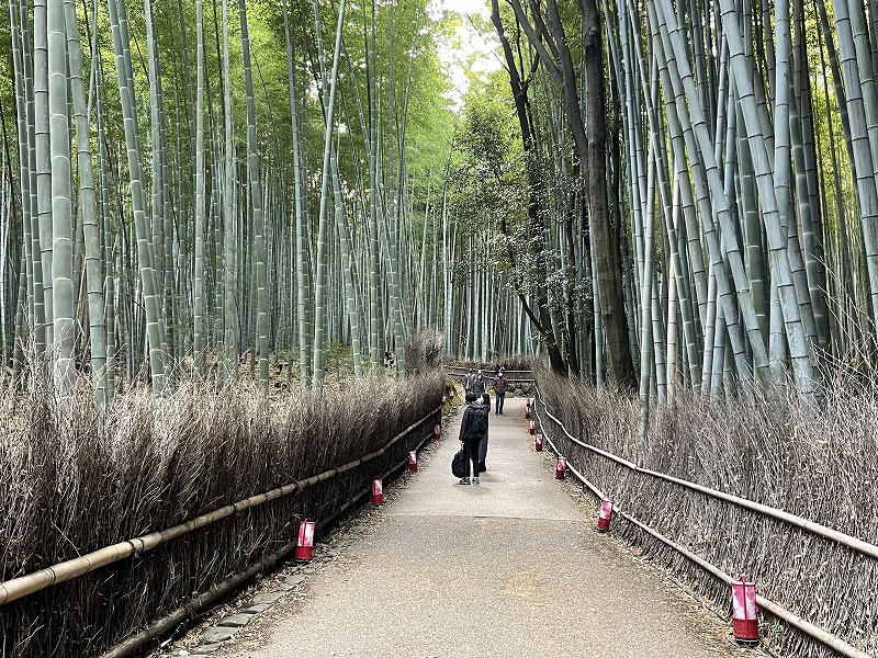 竹林の道