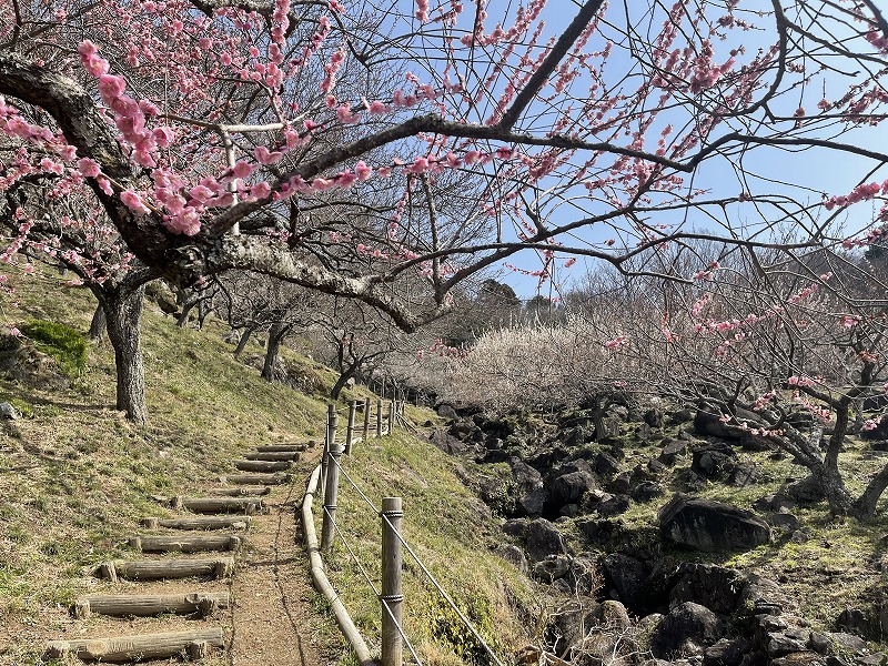 筑波山梅園