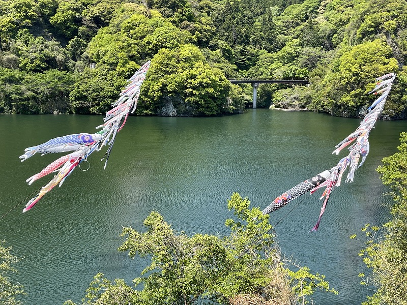 行入ダム　鯉のぼり