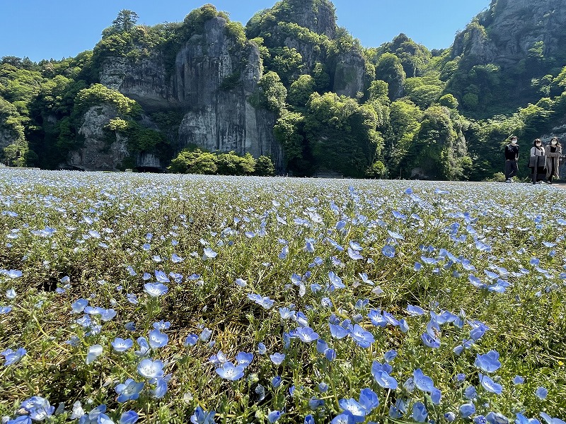 競秀峰　ネモフィラ