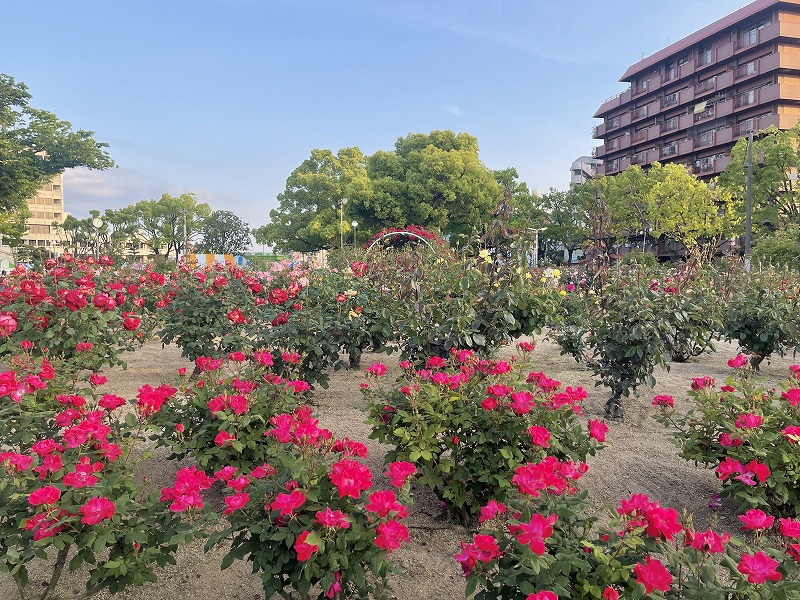 ばら公園