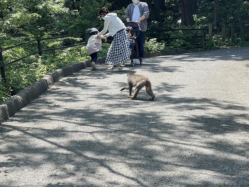 高崎山自然動物園