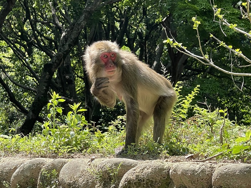 高崎山自然動物園