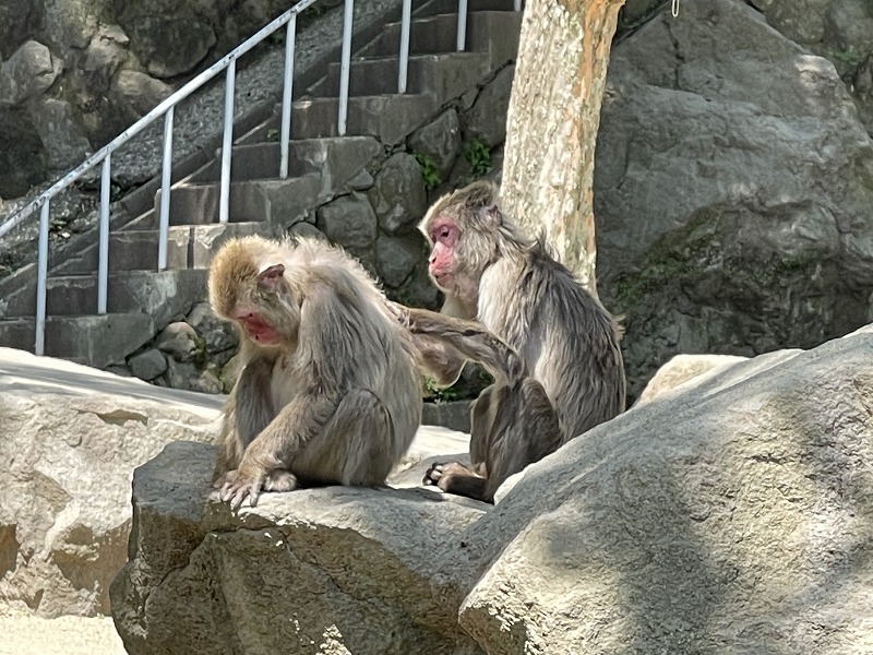 高崎山自然動物園