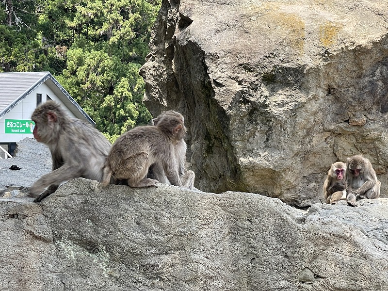 高崎山自然動物園