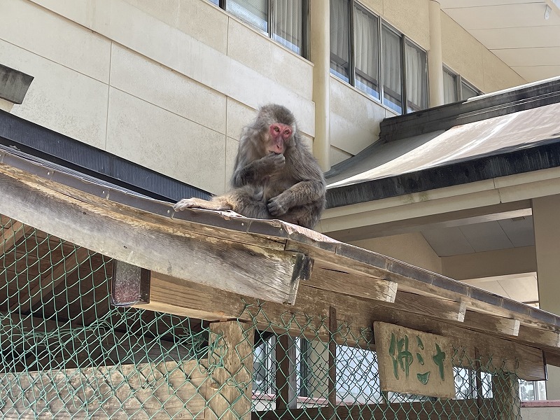 高崎山自然動物園