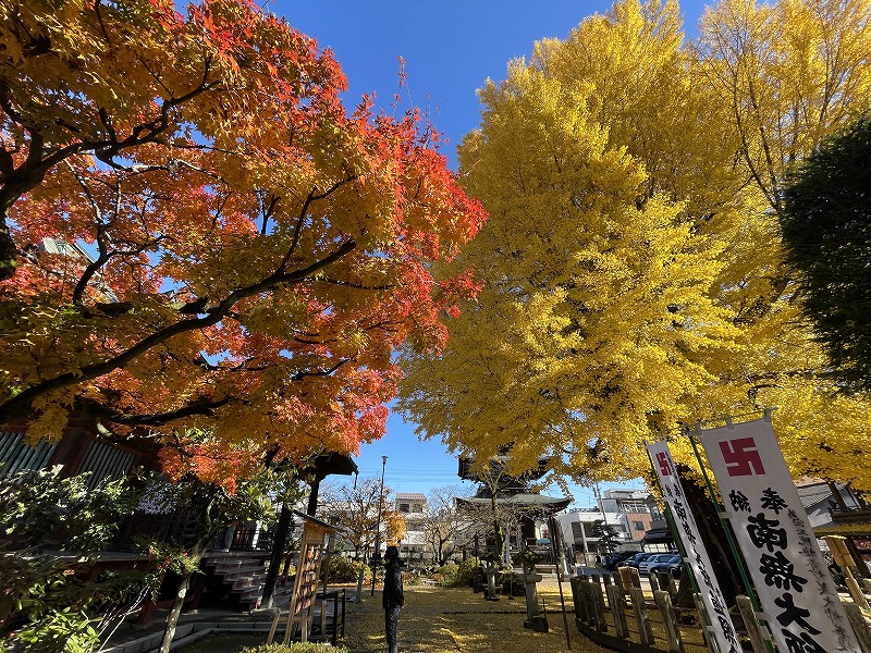 飛騨国分寺　大銀杏