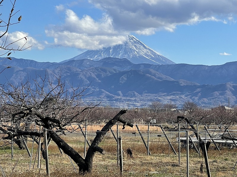 富士山