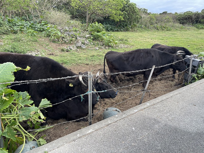 竹富島　牧草地