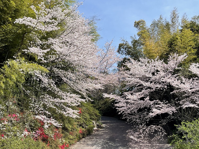 桜のトンネル