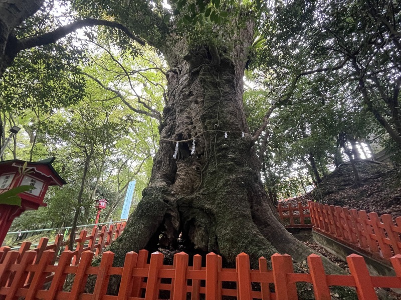 新田神社　大楠