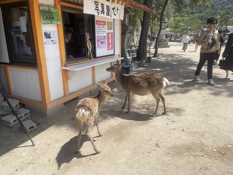 宮島　鹿