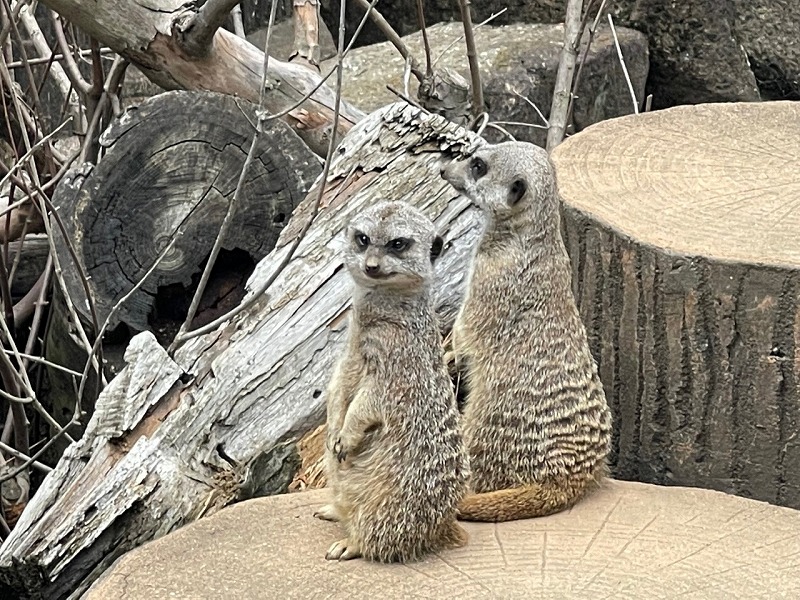 ミーアキャット