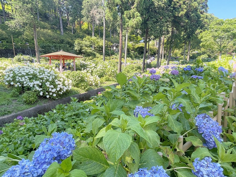 三室戸寺