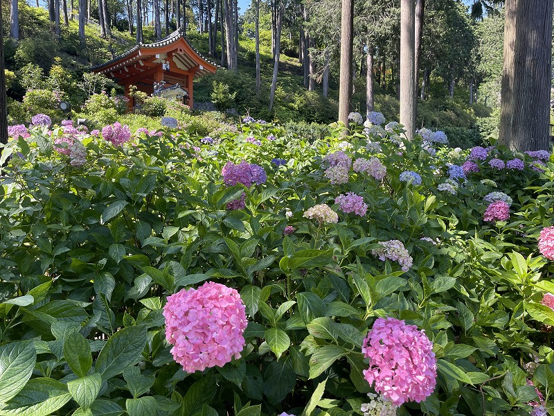 三室戸寺