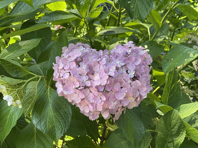 ハート形の紫陽花