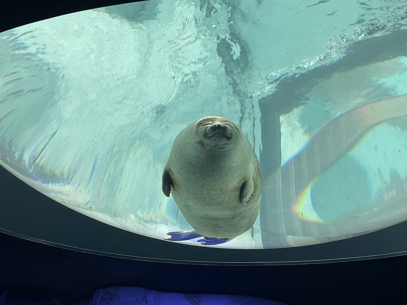 海遊館　アザラシ