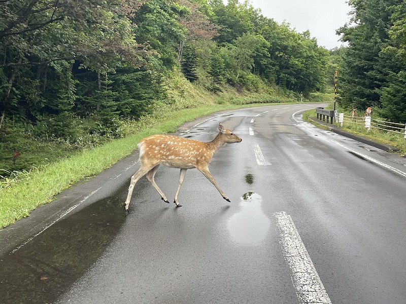 鹿