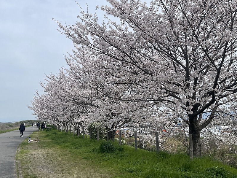 桜づつみ寺田緑地