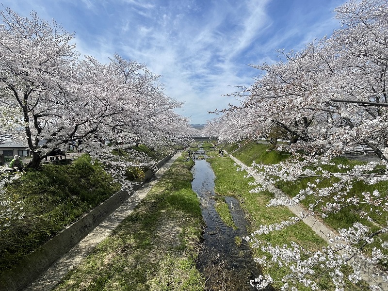 玉川の桜並木