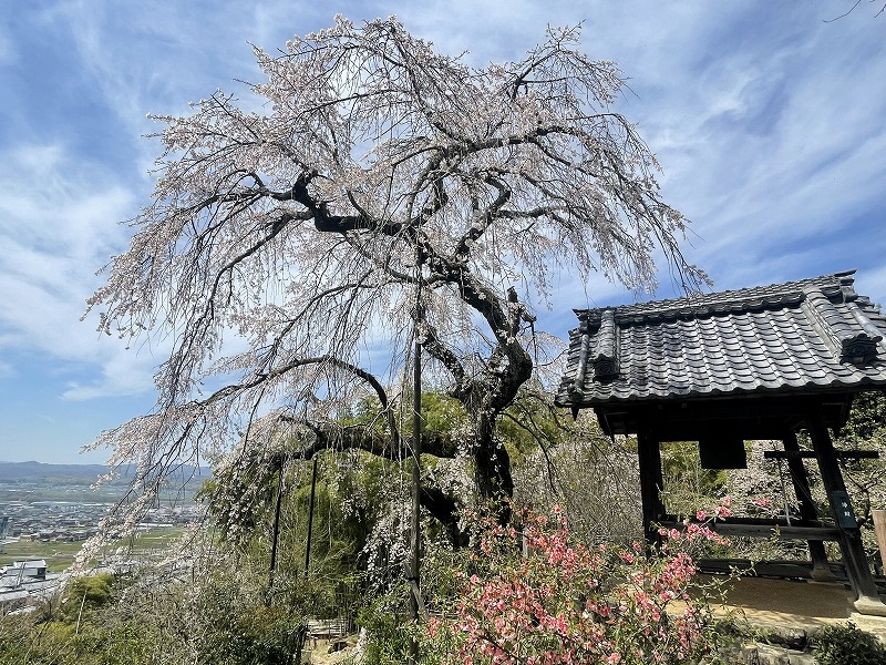 地蔵院のしだれ桜