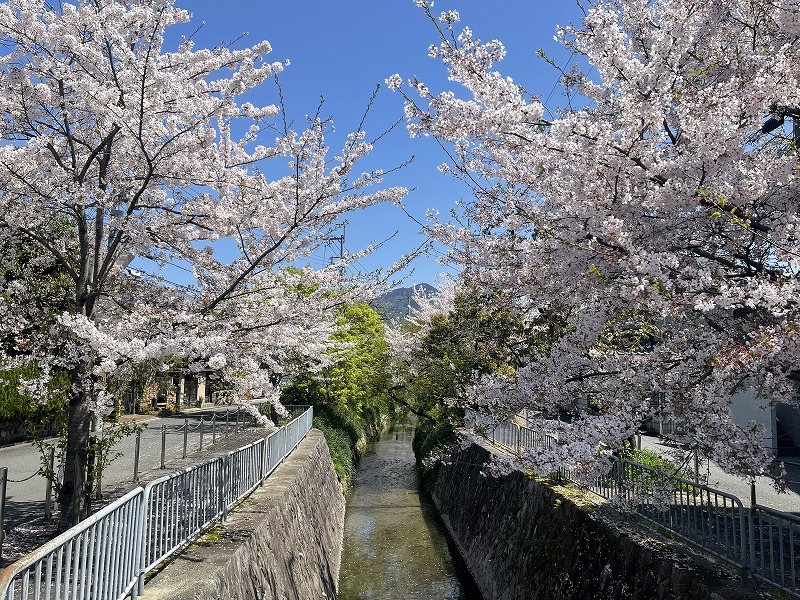 北白川疏水分流